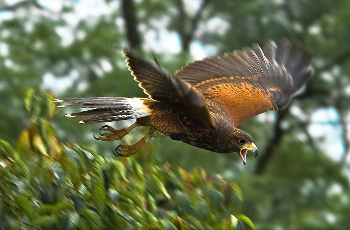 Machu in flight (2).jpg