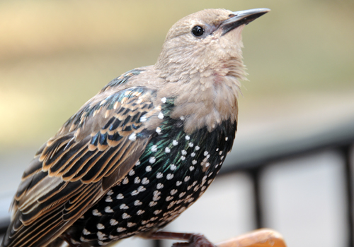 Birding for Families