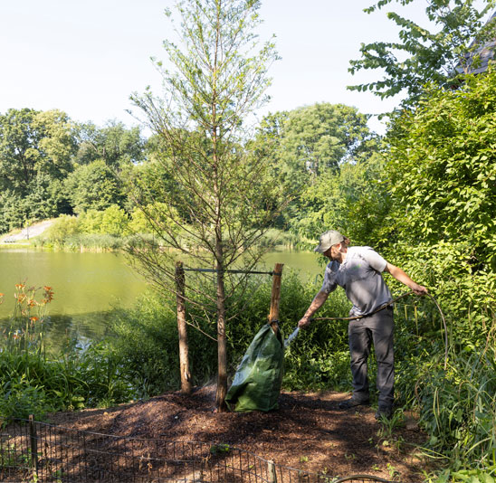 Sapling being planted in Central Park