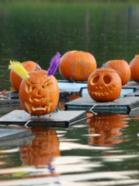 Pumpkin Sail