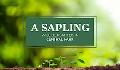 Plant a Sapling 